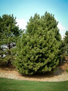 Сосна Чёрная (Pinus Nigra) купить по цене от 270.00р. в интернет-магазине «Посадика» с доставкой почтой в в Десногорске и по всей России – [изображение №1].