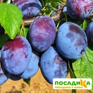 Слива Чачакская ранняя купить по цене от 229.00р. в интернет-магазине «Посадика» с доставкой почтой в в Десногорске и по всей России – [изображение №1].