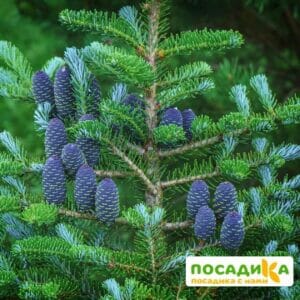 Пихта корейская (Abies koreana) купить по цене от 450.00р. в интернет-магазине «Посадика» с доставкой почтой в в Десногорске и по всей России – [изображение №1].