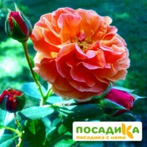 Роза Арабия купить по цене от 350.00р. в интернет-магазине «Посадика» с доставкой почтой в в Десногорске и по всей России – [изображение №1].