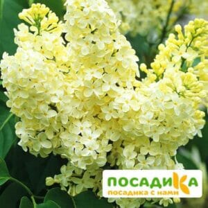 Сирень Примроуз (Primrose) купить по цене от 529.00р. в интернет-магазине «Посадика» с доставкой почтой в в Десногорске и по всей России – [изображение №1].