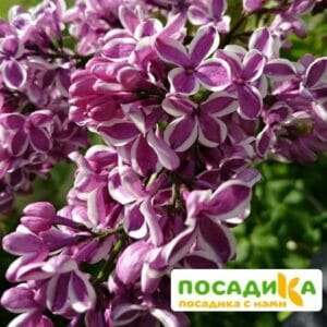 Сирень Сенсация купить по цене от 529.00р. в интернет-магазине «Посадика» с доставкой почтой в в Десногорске и по всей России – [изображение №1].