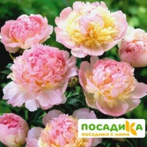 Пион Распберри Сандей (Paeonia Raspberry Sundae) купить по цене от 959р. в интернет-магазине «Посадика» с доставкой почтой в в Десногорске и по всей России – [изображение №1].