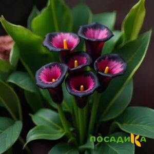 Калла Аура Лейс купить по цене от 400р. в интернет-магазине «Посадика» с доставкой почтой в в Десногорске и по всей России – [изображение №1].