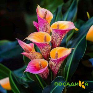 Калла Оникс купить по цене от 450р. в интернет-магазине «Посадика» с доставкой почтой в в Десногорске и по всей России – [изображение №1].