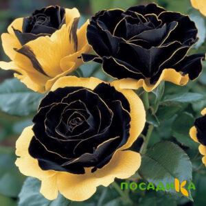 Роза Ханни Сикл купить по цене от 700р. в интернет-магазине «Посадика» с доставкой почтой в в Десногорске и по всей России – [изображение №1].