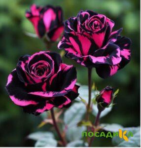 Роза Багровый Шепот купить по цене от 366р. в интернет-магазине «Посадика» с доставкой почтой в в Десногорске и по всей России – [изображение №1].
