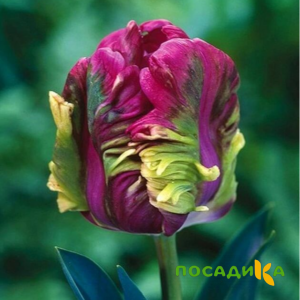 Тюльпан Экзотик Хэвен купить по цене от 186р. в интернет-магазине «Посадика» с доставкой почтой в в Десногорске и по всей России – [изображение №1].