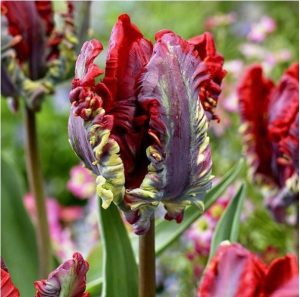 Тюльпан Рококо купить по цене от 350р. в интернет-магазине «Посадика» с доставкой почтой в в Десногорске и по всей России – [изображение №1].